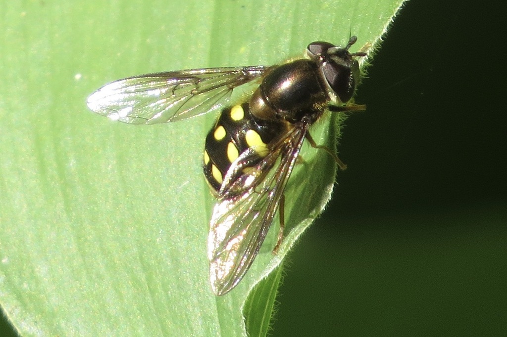 Confusing Conifer Fly
