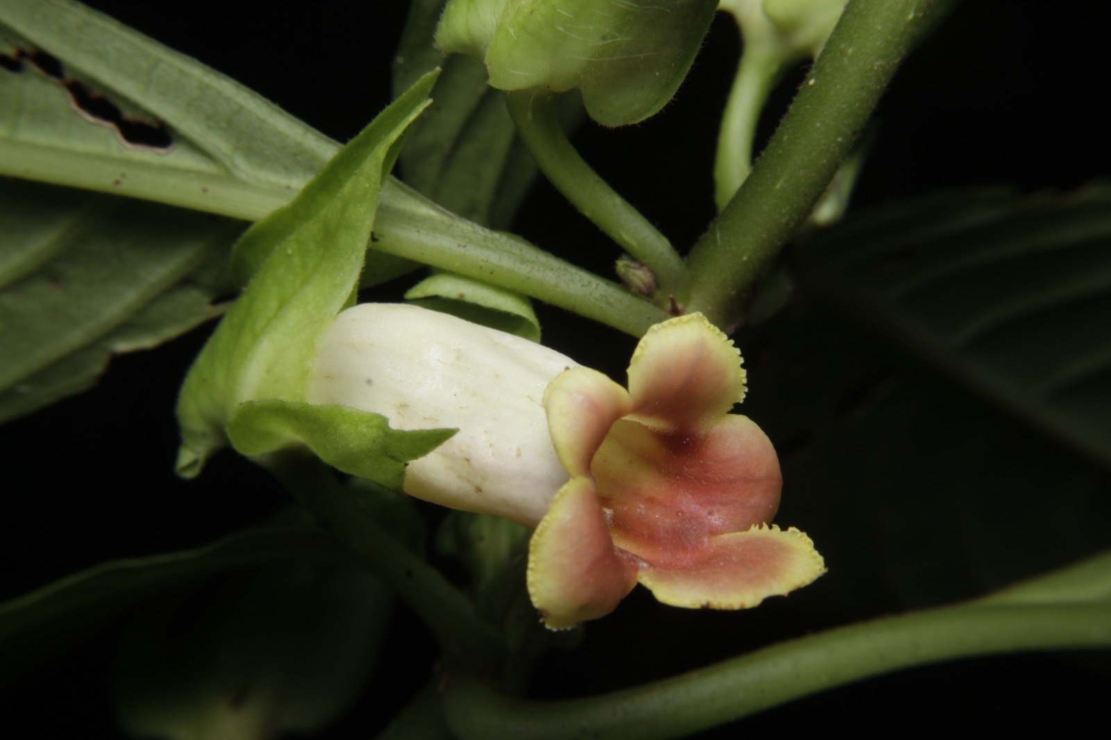 Drymonia warszewicziana