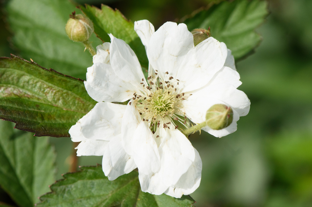 windswept prairie dewberry