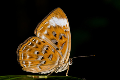 Taxila haquinus