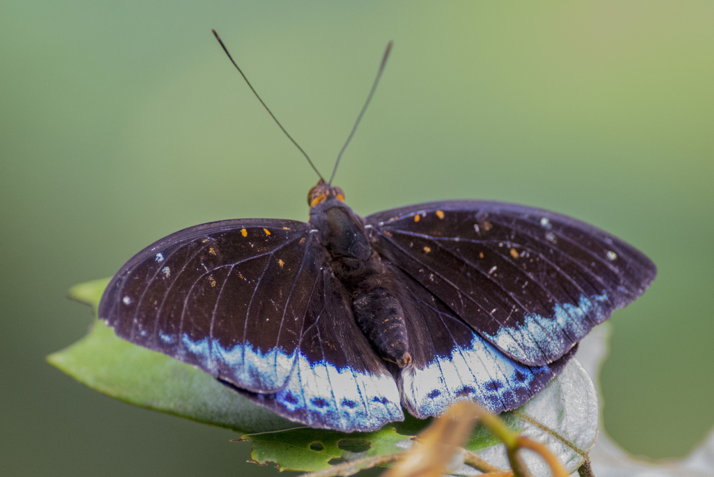 Black-tipped Archduke