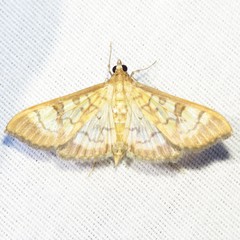 Mimorista subcostalis