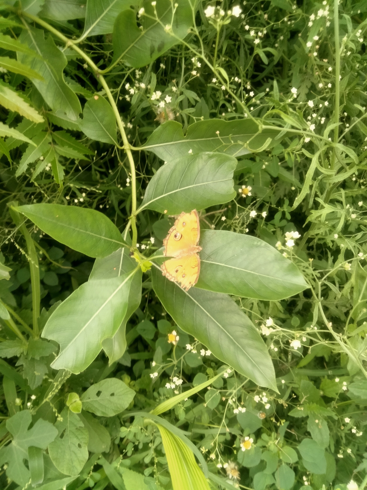 Peacock Pansy
