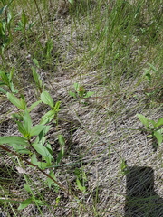Carterocephalus mandan