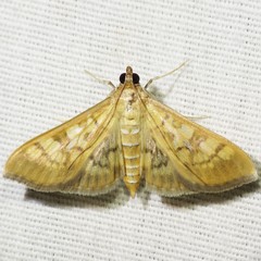 Mimorista subcostalis