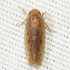 Ponana
