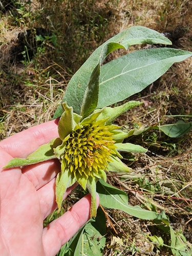 Wyethia helenioides, photograph 3