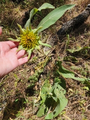 Wyethia helenioides, photograph (c) Rupert Clayton, some rights reserved (CC BY)