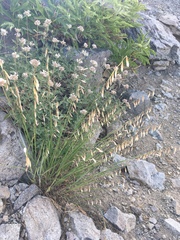 Melica stricta