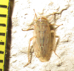 Cicadellidae