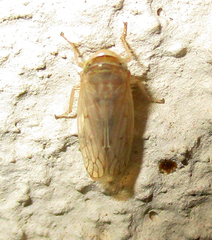 Cicadellidae