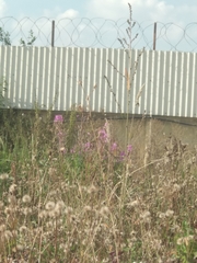 Chamaenerion angustifolium