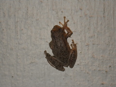 Pseudacris sierra