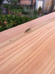 Pterygota
