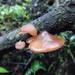 Auricularia minor - Photo (c) Romadlon, some rights reserved (CC BY-NC), uploaded by Romadlon