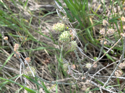 Unknown species found near Orchard Gulch Trail, Boise, ID, US