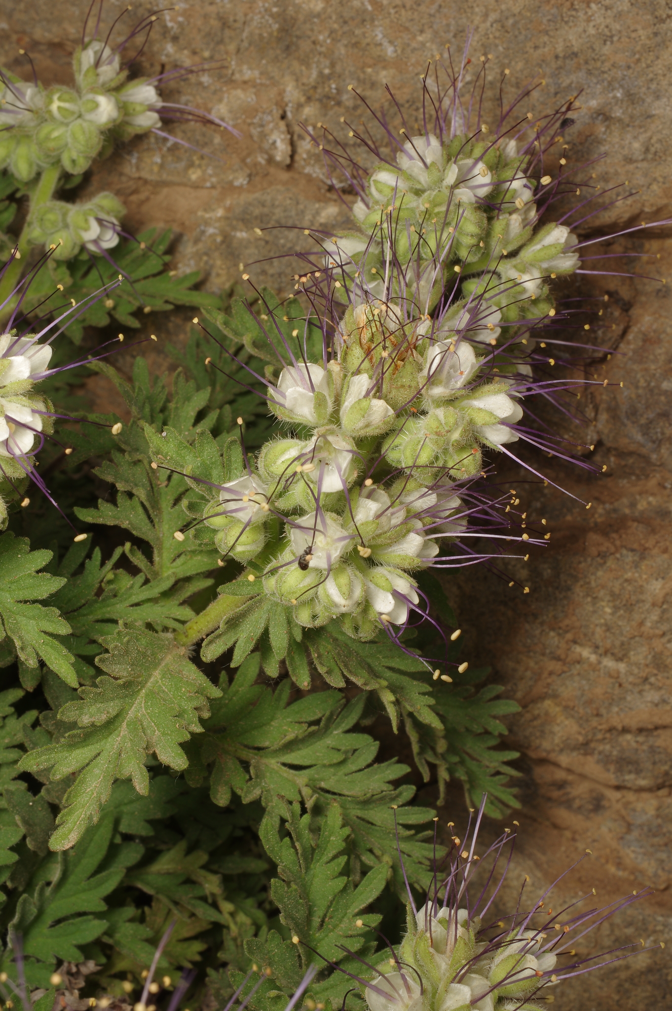 Phacelia lenta