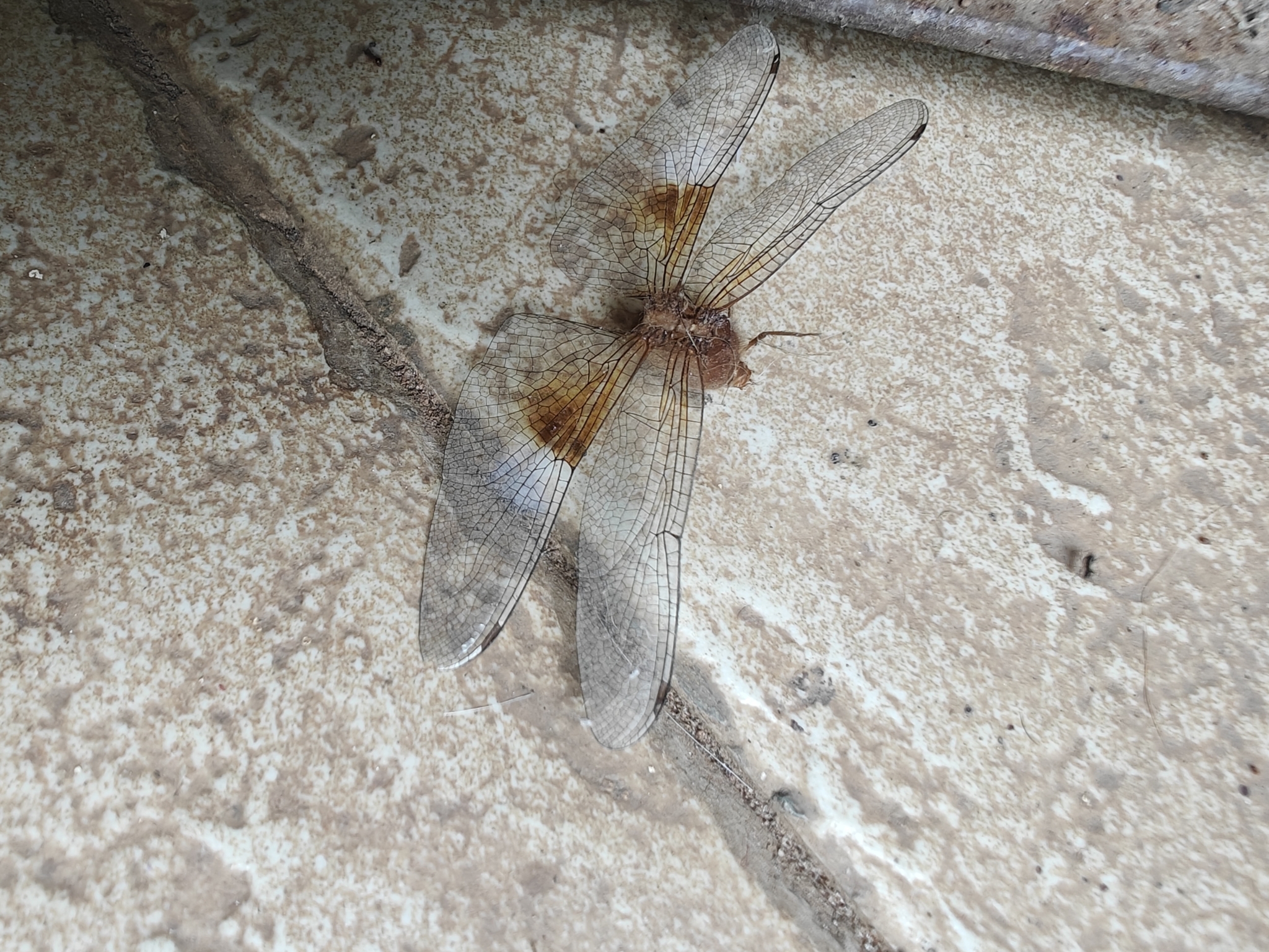 Coral-Tailed Cloudwing