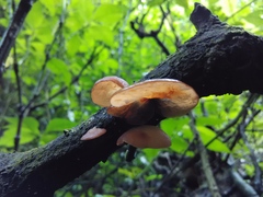 Auricularia minor