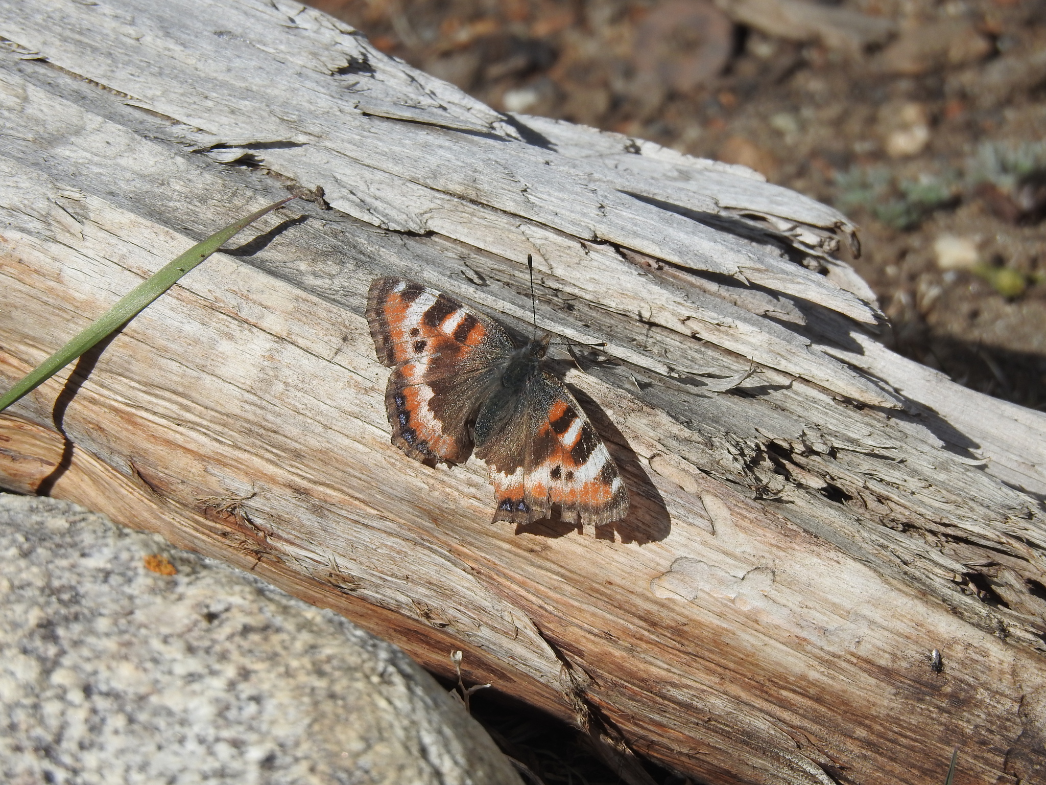 Ladakh Tortoiseshell