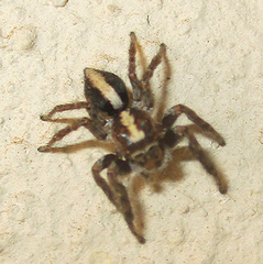 Salticidae