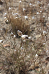 Catananche caerulea