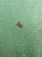 Pterygota