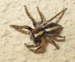Salticidae
