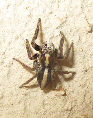 Salticidae