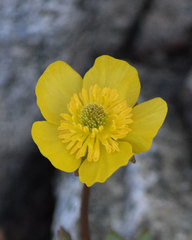 Ranunculus eschscholtzii oxynotus