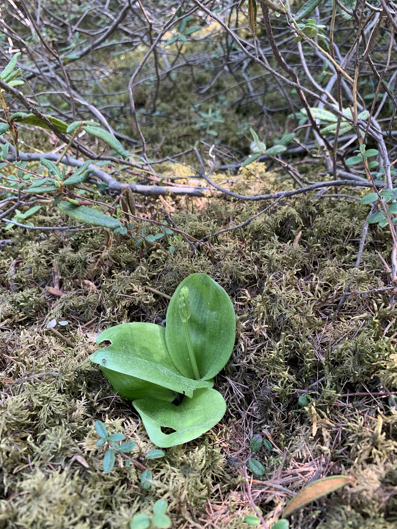 Imagem de Platanthera orbiculata não possui um nome popular amplamente reconhecido no Brasil