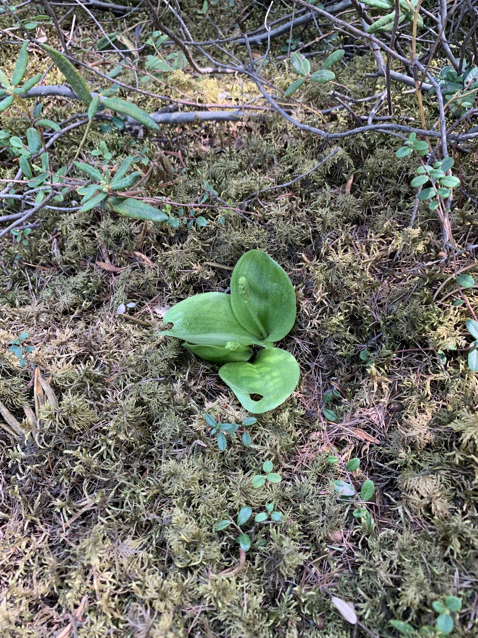 Imagem de Platanthera orbiculata não possui um nome popular amplamente reconhecido no Brasil