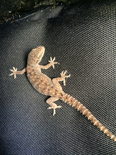 Spotted House Gecko, Sam Houston Park, Houston, TX, US, photo 5 of 10