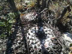 Mammillaria pseudocrucigera