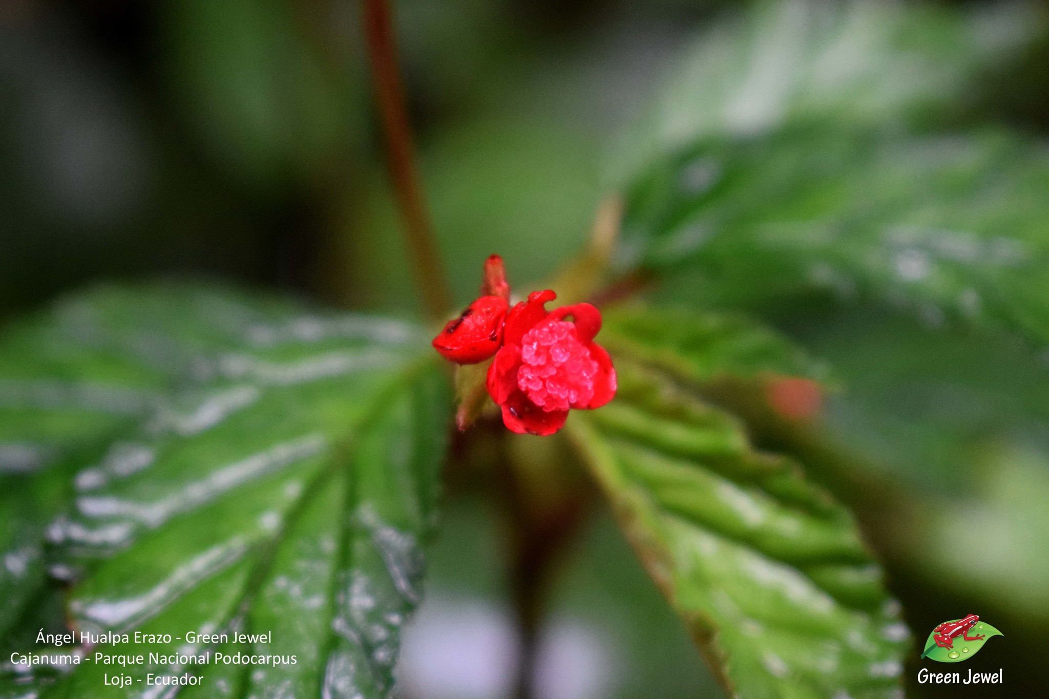 Begonia image