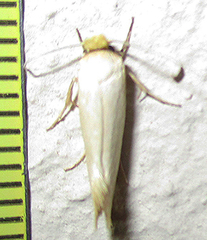Tineidae