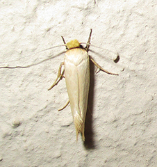 Tineidae