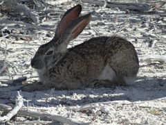 Lepus victoriae