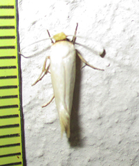 Tineidae