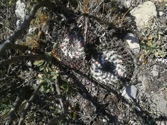 Mammillaria pseudocrucigera