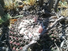 Mammillaria pseudocrucigera
