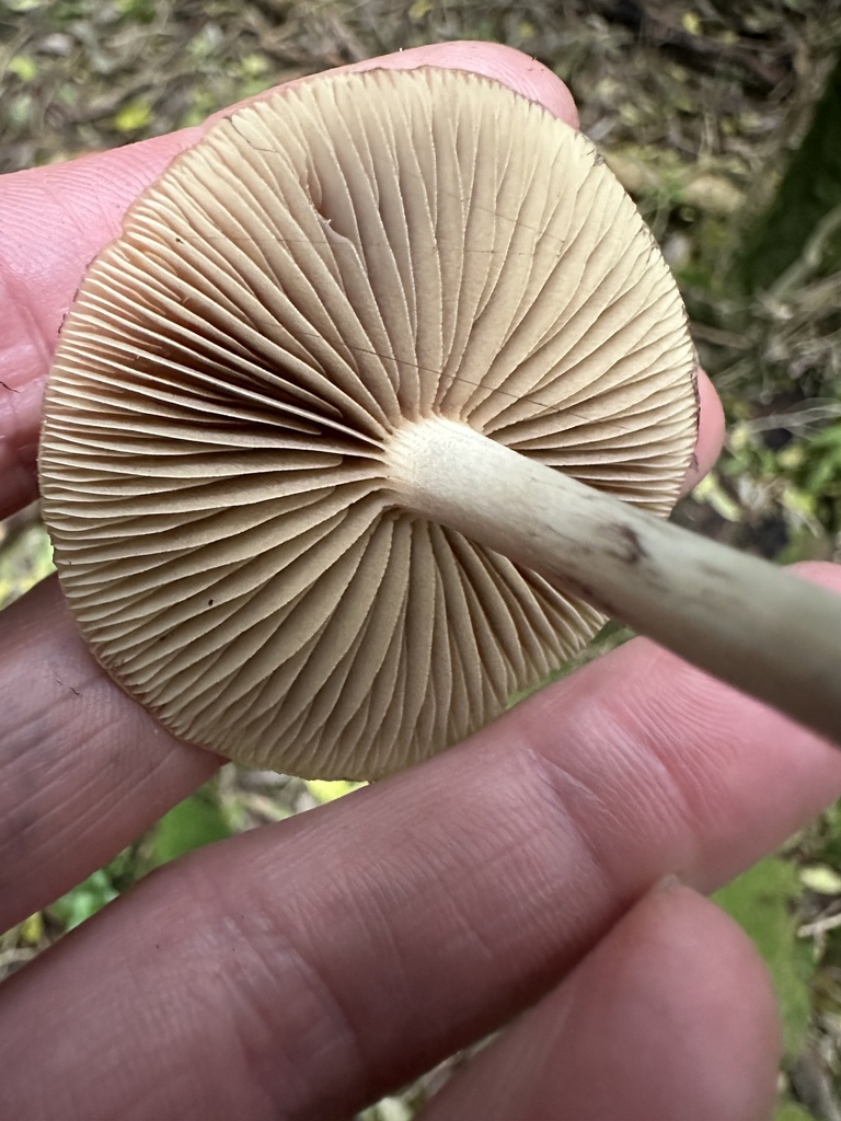 Psilocybe subaeruginosa · May 2025 · photo: © marmalade101 (iNaturalist, cc0)