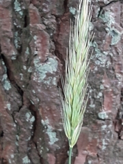 Hordelymus europaeus