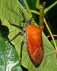 Coridius