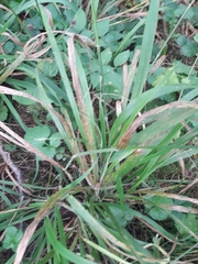 Hordelymus europaeus