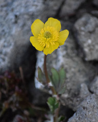 Ranunculus eschscholtzii oxynotus