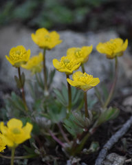 Ranunculus eschscholtzii oxynotus