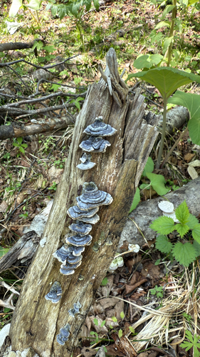 Trametes versicolor