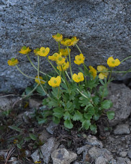 Ranunculus eschscholtzii oxynotus