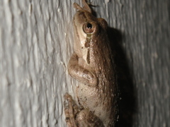 Pseudacris sierra